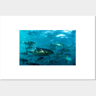 Yellowfin tuna (Z605/1620) Posters and Art